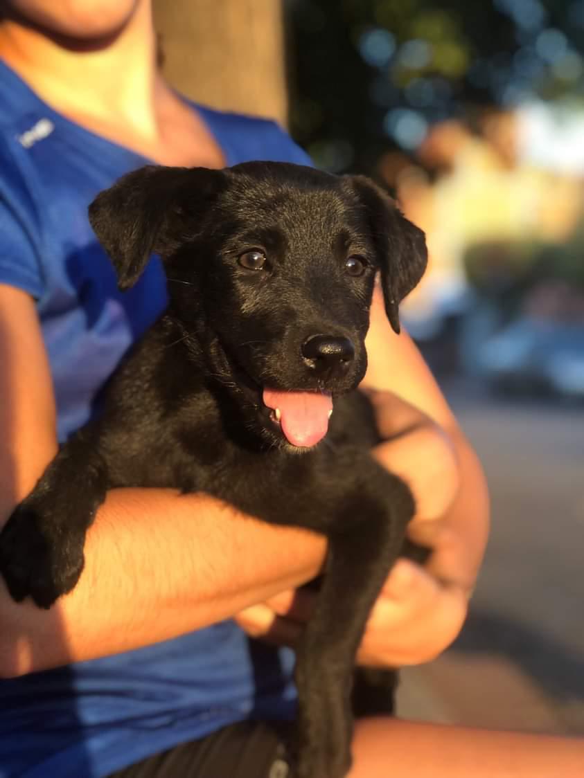 EN ADOPCIÓN 🤍
Dos machitos cruza con galgo
Una hembrita tamaño mediano (negrita)
Fueron rescatados de la calle. Tienen dos meses aprox, desparasitados y con su primer vacuna
<a href="/VivireNuevaCba/">VivirenNuevaCórdoba®</a> <a href="/VivireNuevaCor/">VivireNuevaCórdoba</a> <a href="/patitasdelsurr/">Patitas del Sur🐾</a>