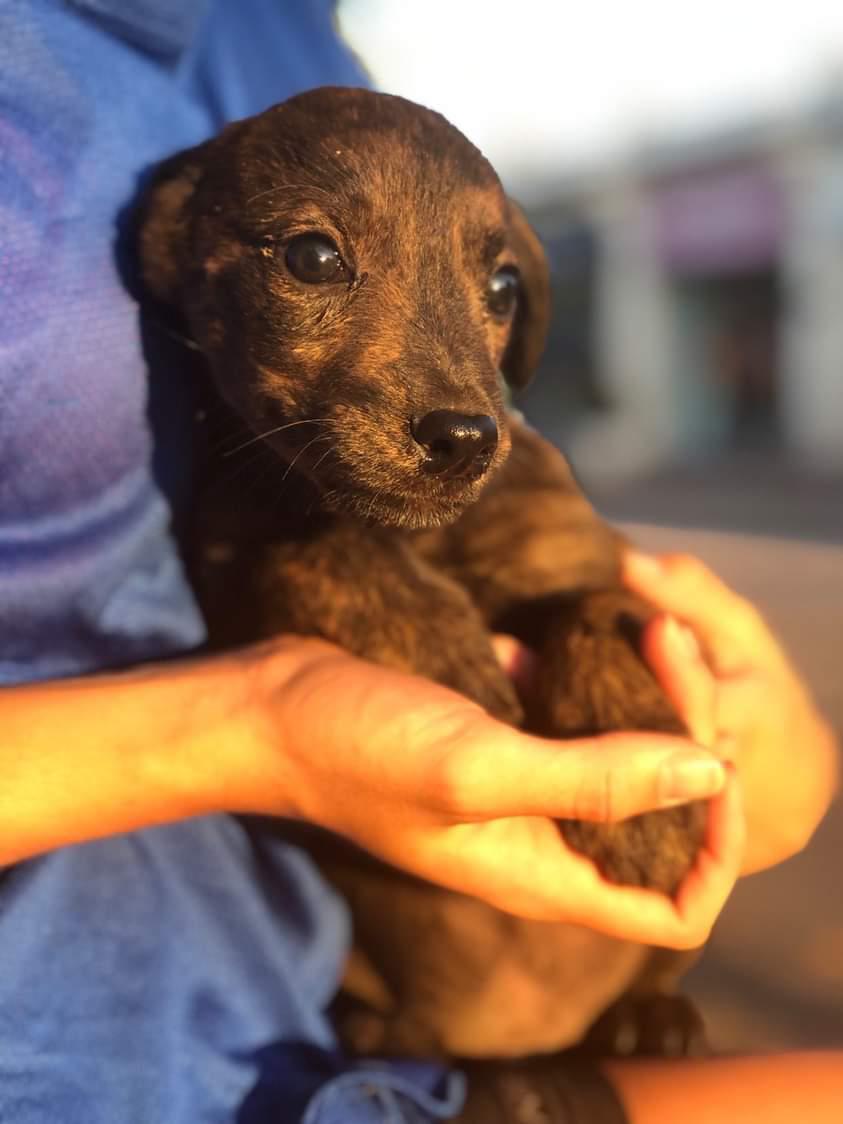 victoria25ochoa's tweet photo. EN ADOPCIÓN 🤍
Dos machitos cruza con galgo
Una hembrita tamaño mediano (negrita)
Fueron rescatados de la calle. Tienen dos meses aprox, desparasitados y con su primer vacuna
@VivireNuevaCba @VivireNuevaCor @patitasdelsurr https://t.co/wKPbWK2xVV