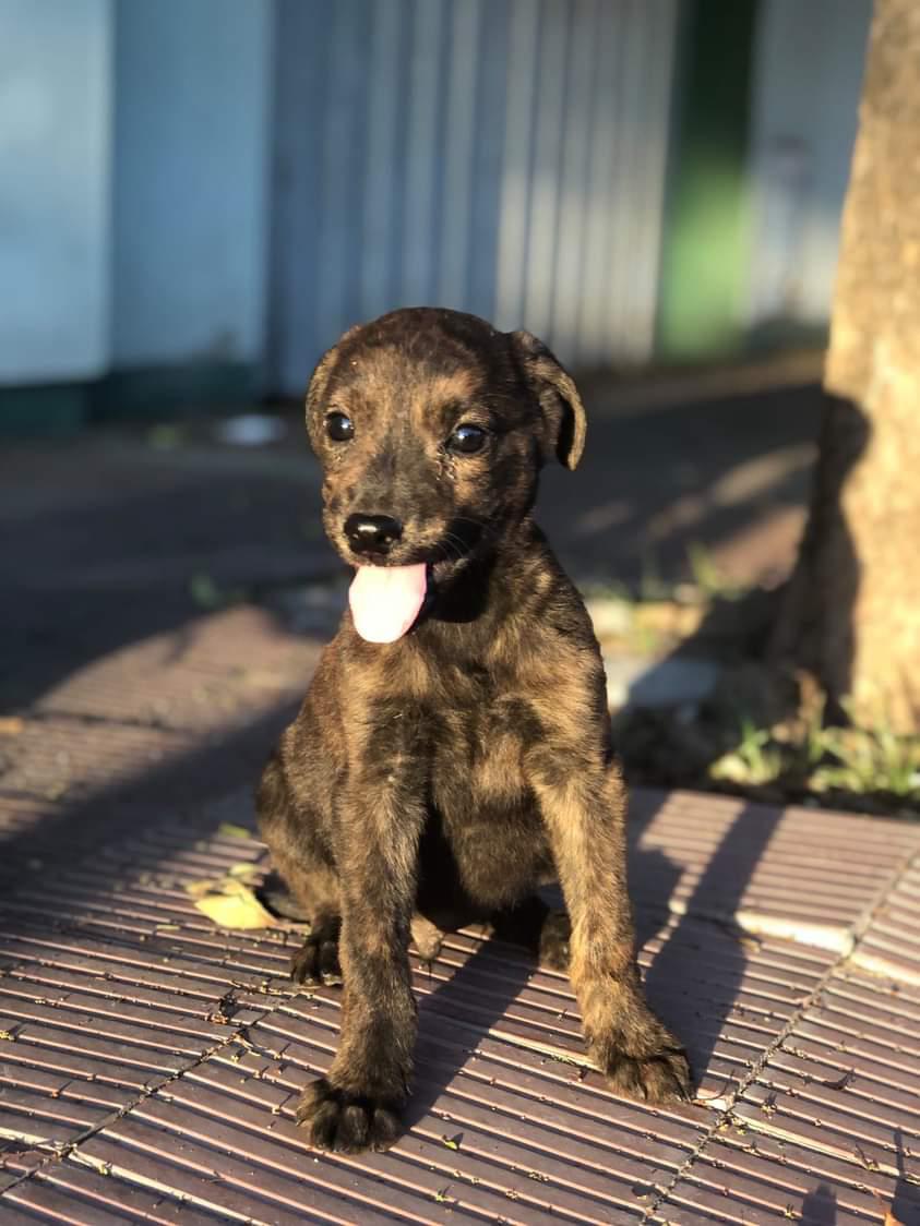 victoria25ochoa's tweet photo. EN ADOPCIÓN 🤍
Dos machitos cruza con galgo
Una hembrita tamaño mediano (negrita)
Fueron rescatados de la calle. Tienen dos meses aprox, desparasitados y con su primer vacuna
@VivireNuevaCba @VivireNuevaCor @patitasdelsurr https://t.co/wKPbWK2xVV