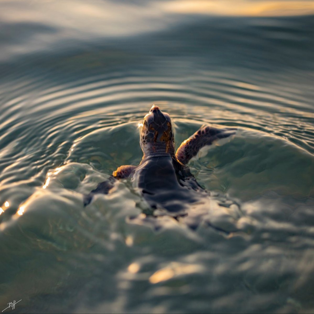 Pacsafe's tweet photo. Did you know? 90% of sea turtle hatchlings do not survive for more than a year.
Photo Ben Hicks
#Pacsafe #protectourplanet #reduceoceanplastic #turtlefund #seaturtle #turtlefacts #protectwhatsvaluable #photographer #marineconservation #seaturtleconservation #cleanoceans https://t.co/eq0MANQxqP
