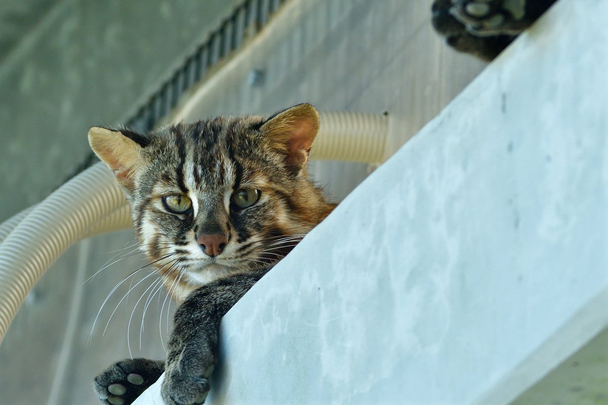 ToRaYaMa_TRYM's tweet photo. 考え中…

#ツシマヤマネコ ＃Cat ＃猫 https://t.co/uTcmkQsKFq