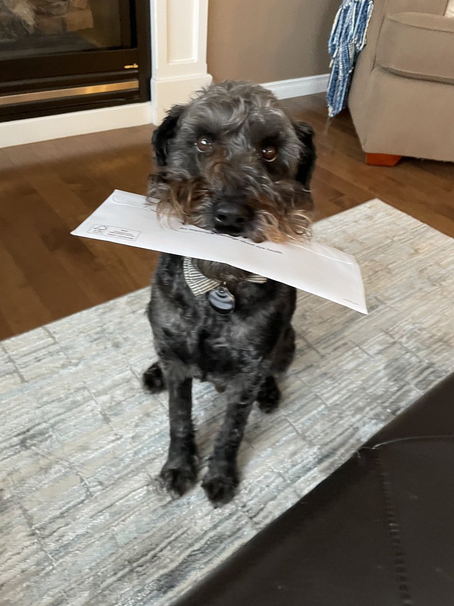 dog_yeg's tweet photo. You have new mail. https://t.co/kCSTCYWmaW