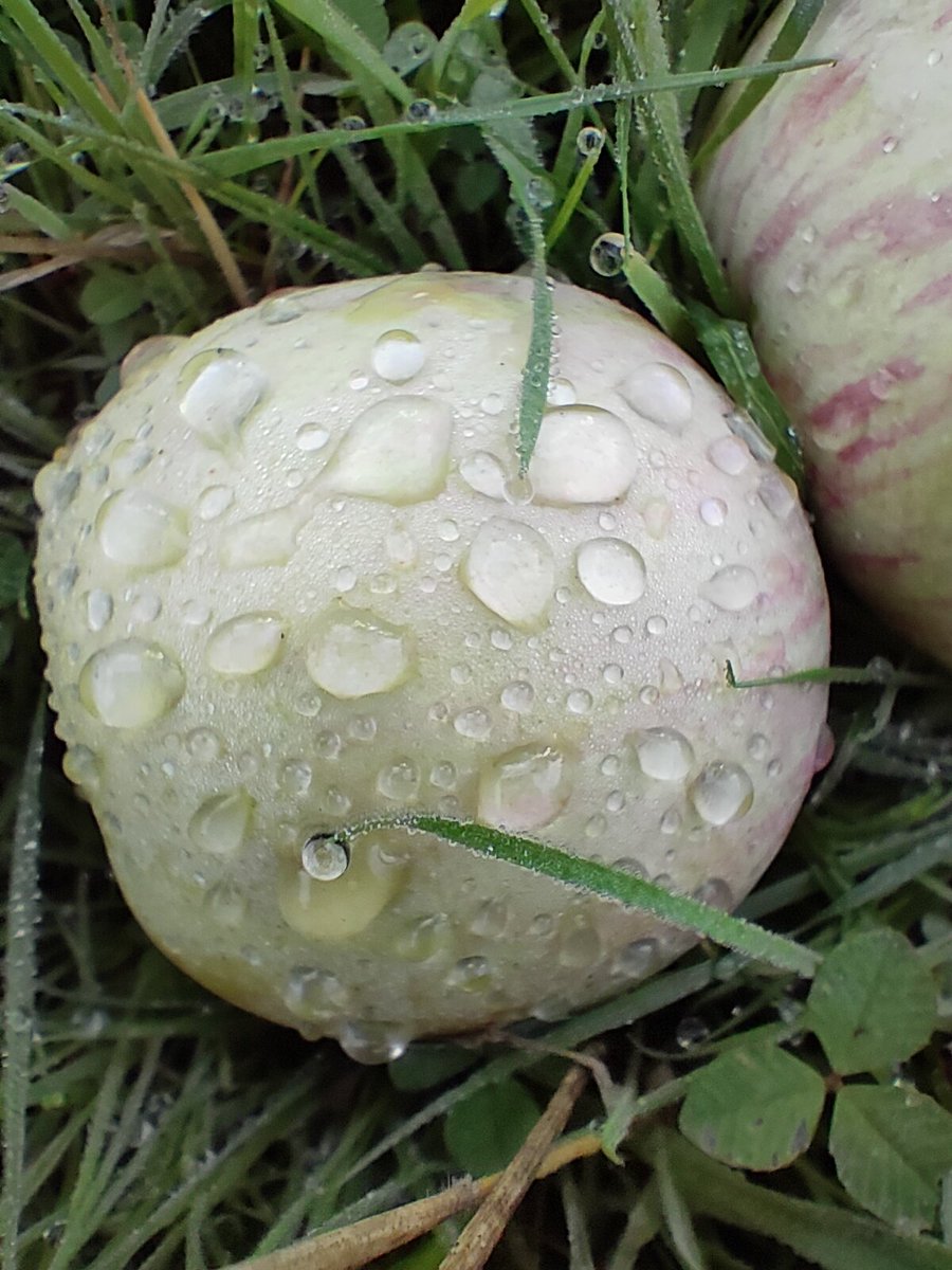 Year 8! A short review of a bountiful year at the wood! #cider #orchard wildlingcider.com/2023/01/year-8…