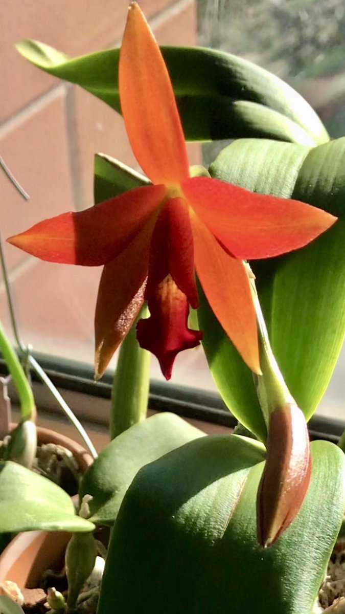 Oasis0110's tweet photo. Finally. Had this primadonna Cattleya Orchid for almost 2 years. I almost gave on her when she decided to bloom reveal flower buds a week ago and gorgeous bloom just opened up today. Pretty in… hot sexy fiery🔥 red.
#orchids #cattleya #orquidea #סחלב https://t.co/1IzdhSLYY8
