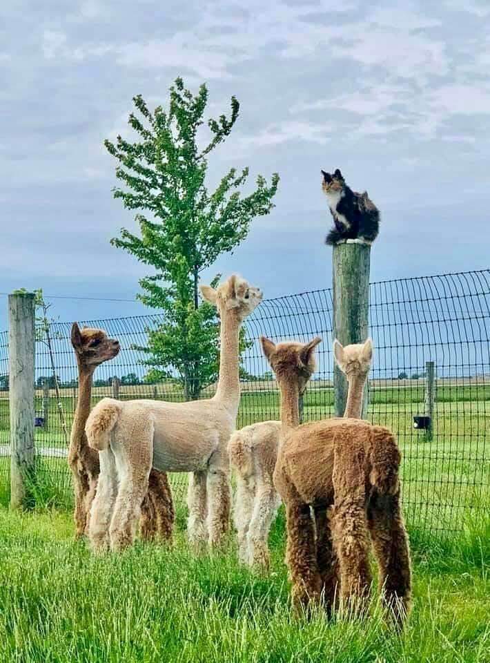 डाक्टर साबको गफ सुन्दै <a href="/Super7Bhai/">सुपर भाई 🤗</a> र टोलिहरु ।