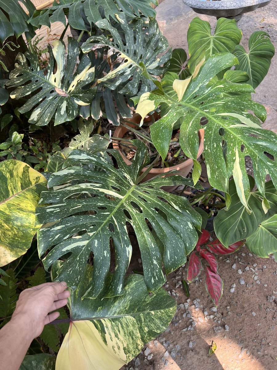 JPCVW0526's tweet photo. Monstera Thaicon #monstera #philodendron #epi #epimarble #variegated #Monstera #syngonium #Rubescens #homalomena #thailandvarigated #alocasia https://t.co/u91OWnUqcx