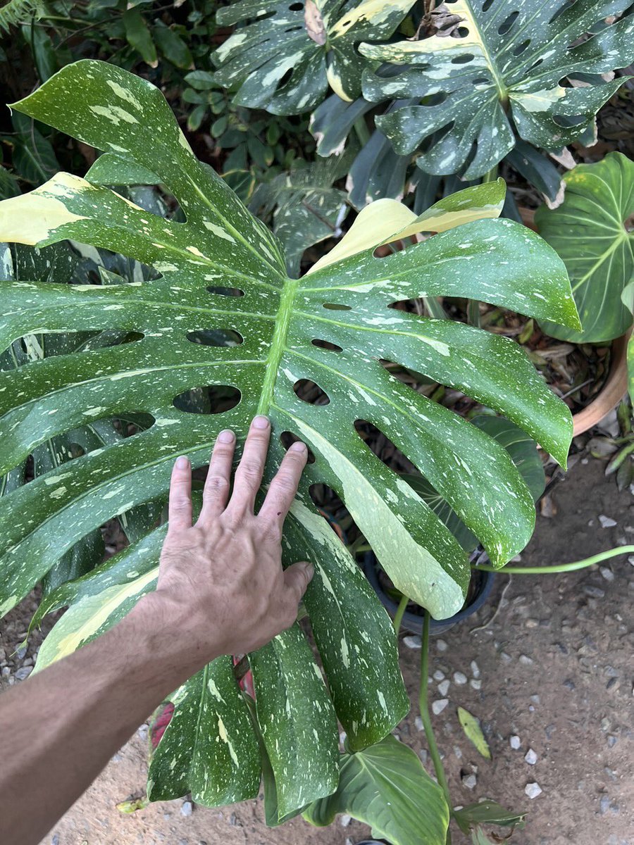 JPCVW0526's tweet photo. Monstera Thaicon #monstera #philodendron #epi #epimarble #variegated #Monstera #syngonium #Rubescens #homalomena #thailandvarigated #alocasia https://t.co/u91OWnUqcx