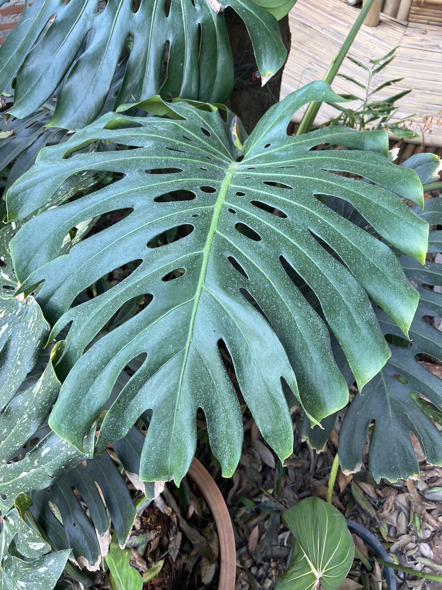 JPCVW0526's tweet photo. Monstera Thaicon #monstera #philodendron #epi #epimarble #variegated #Monstera #syngonium #Rubescens #homalomena #thailandvarigated #alocasia https://t.co/u91OWnUqcx
