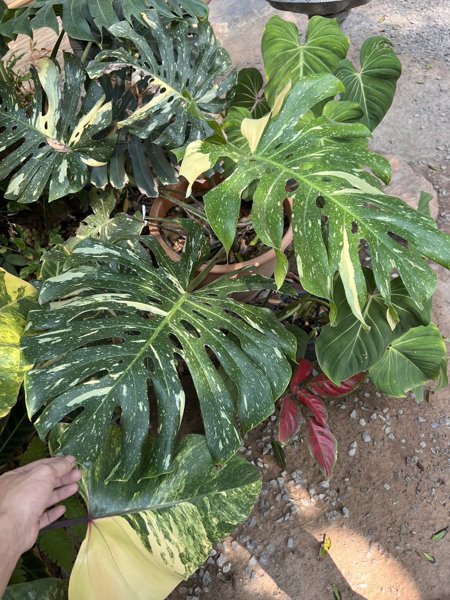 JPCVW0526's tweet photo. Monstera Thaicon #monstera #philodendron #epi #epimarble #variegated #Monstera #syngonium #Rubescens #homalomena #thailandvarigated #alocasia https://t.co/u91OWnUqcx