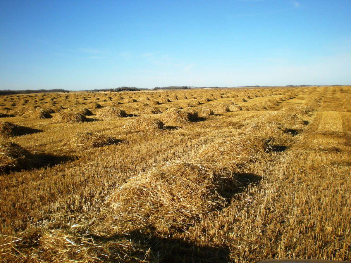 DrBart_Beef's tweet photo. @ColemanNixdorff Great Extensive System - Previous WBDC Research #CropResidueResearch #WBDC #AppliedBeefForageResearch
https://t.co/btarMlJvLo https://t.co/0ONCWHIFVR