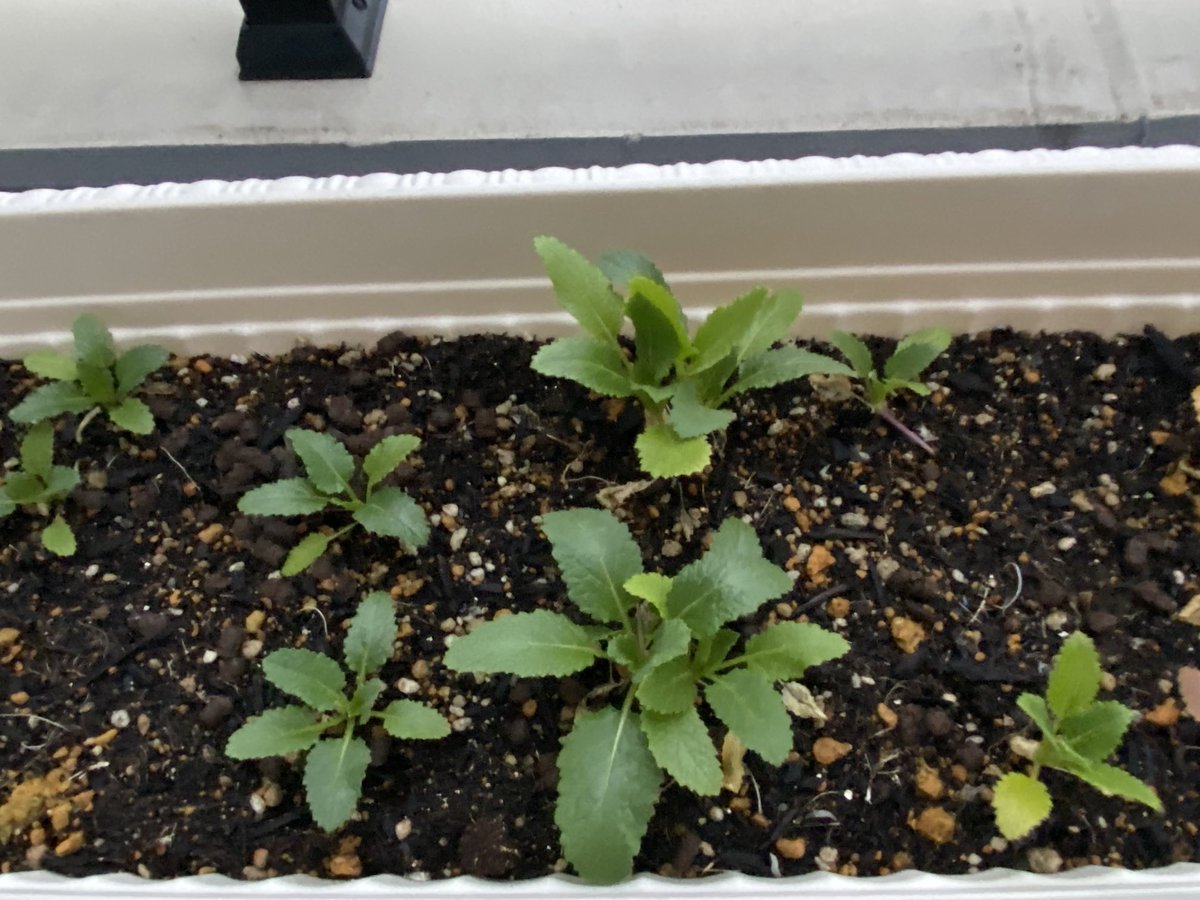 Radio Sunflower International@脳出血からの復帰 tweet media