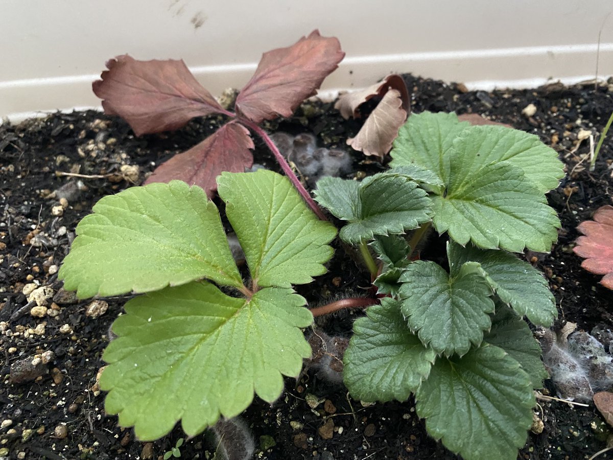 Radio Sunflower International@脳出血からの復帰 tweet media