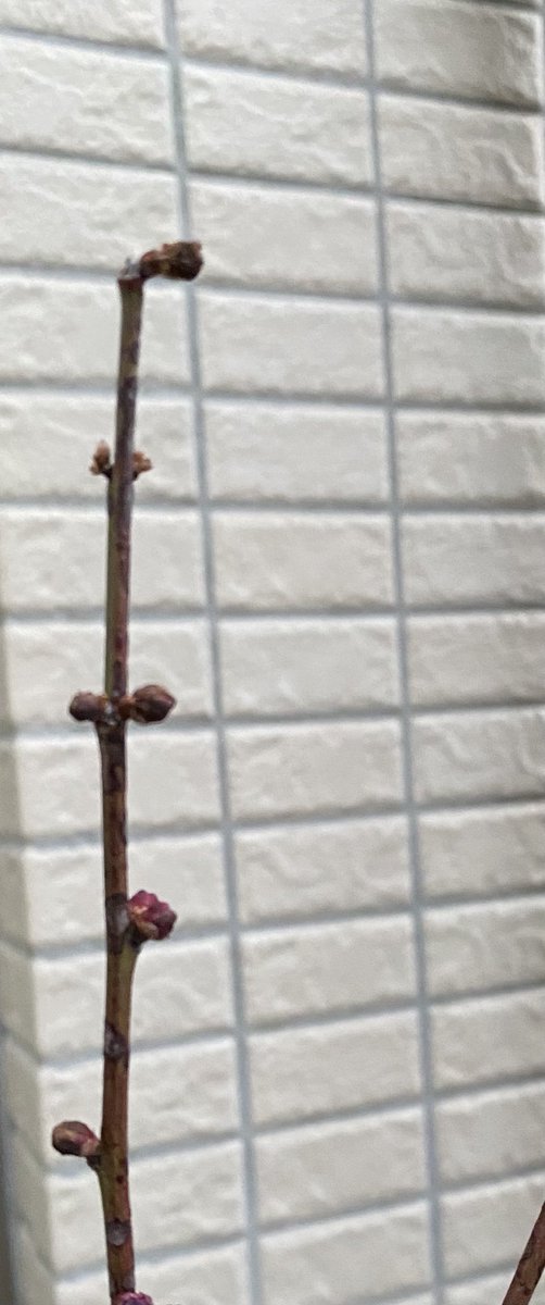 Radio Sunflower International@脳出血からの復帰 tweet media