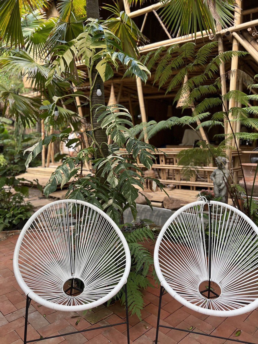 JPCVW0526's tweet photo. Epipremnum Pinnatum variegated #epi #epimarble #variegated #Monstera #syngonium #Rubescens #homalomena #thailandvarigated https://t.co/haH2Lztyc6