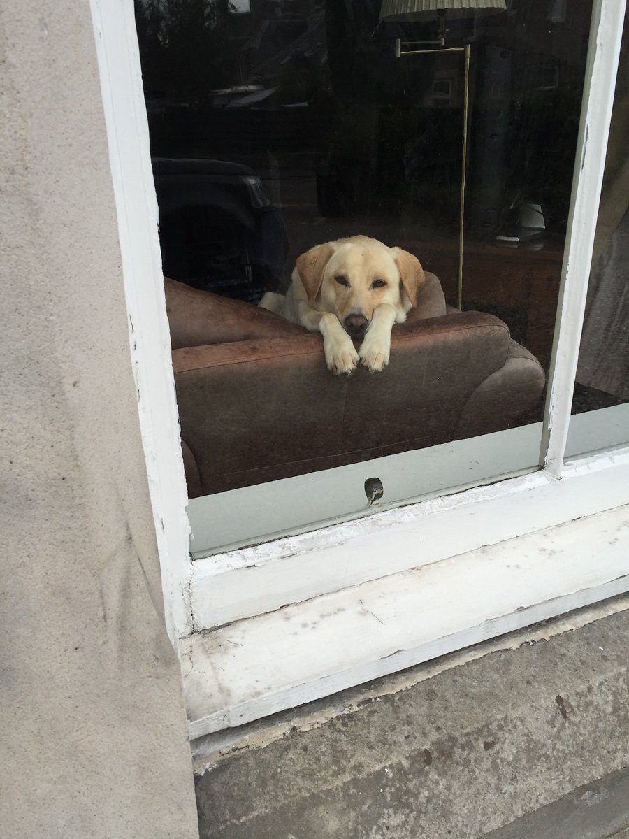 MoragErwin10's tweet photo. @LolaPatolla Banjo - the most gentle, sweetest natured girl in the world. https://t.co/AP47T5BuVR