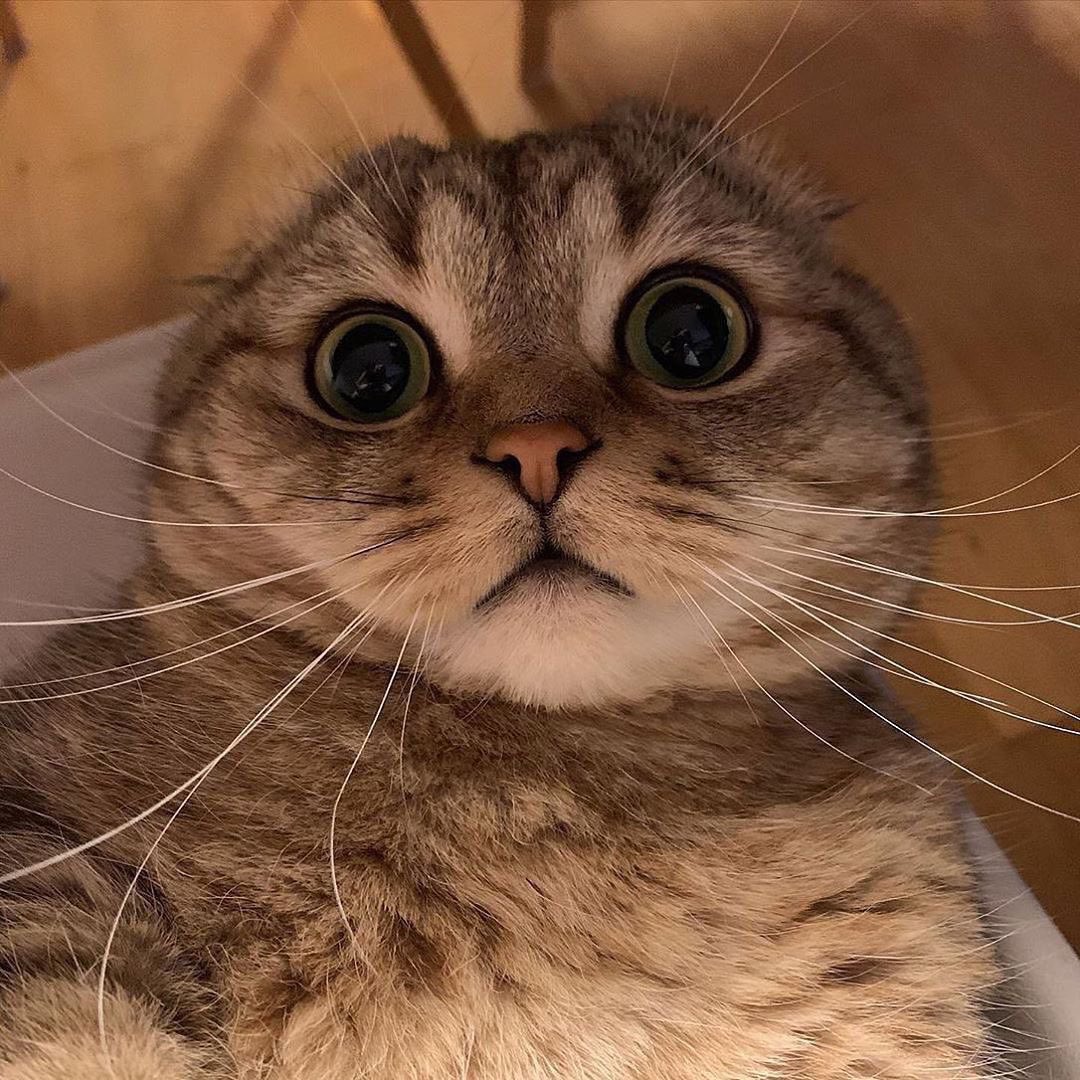 PostsOfCats's tweet photo. https://t.co/XLS4edWM7U