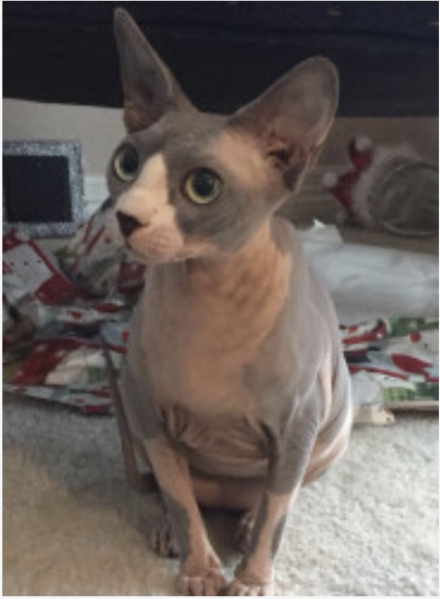 DeeMiles1024's tweet photo. My sweet Penny is in the America’s Favorite Pet contest.  Show her some love and vote for her using the link below.

https://t.co/DcfMWH3gUi https://t.co/ZlGnLHdzlP