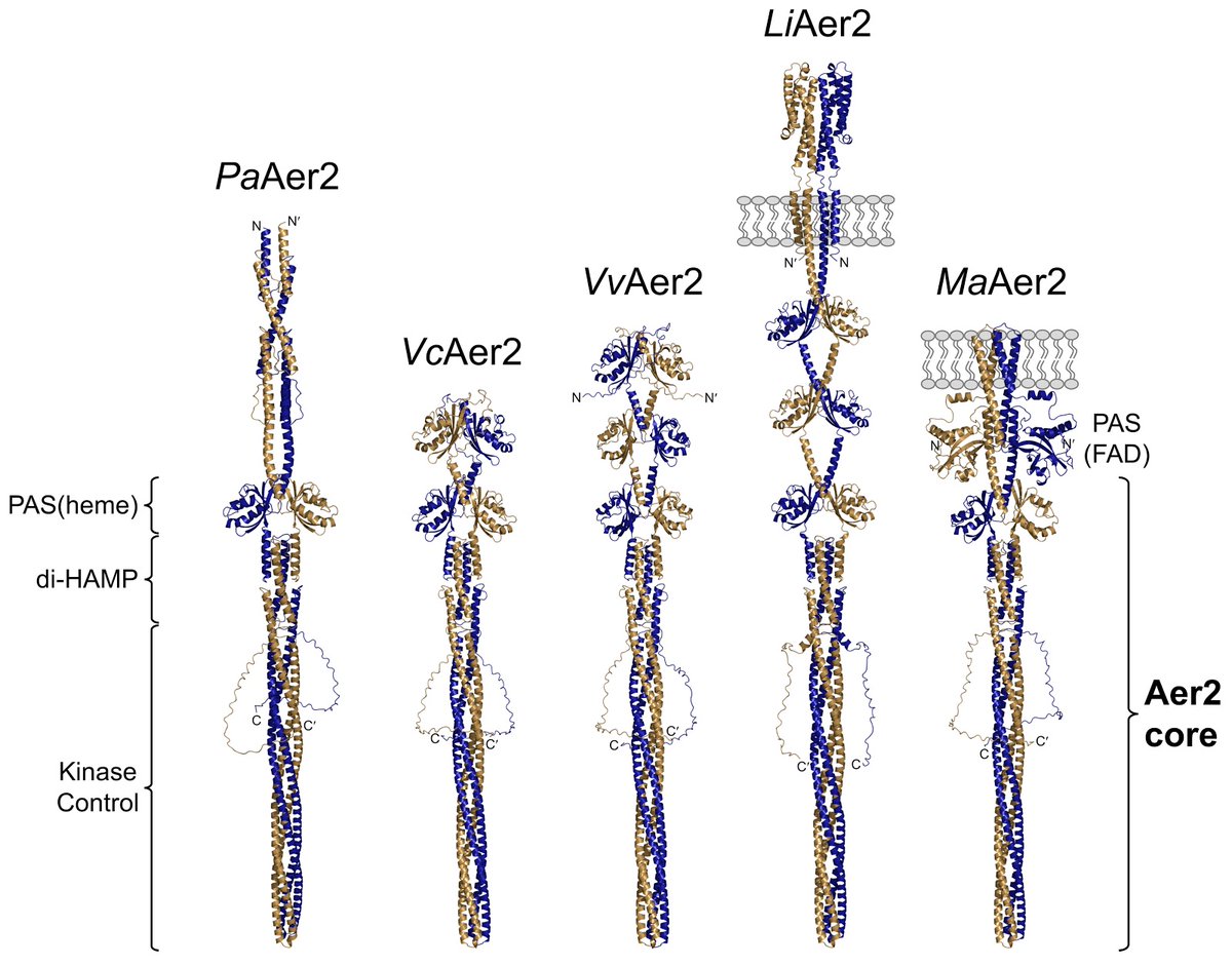Birgit Pruess tweet media