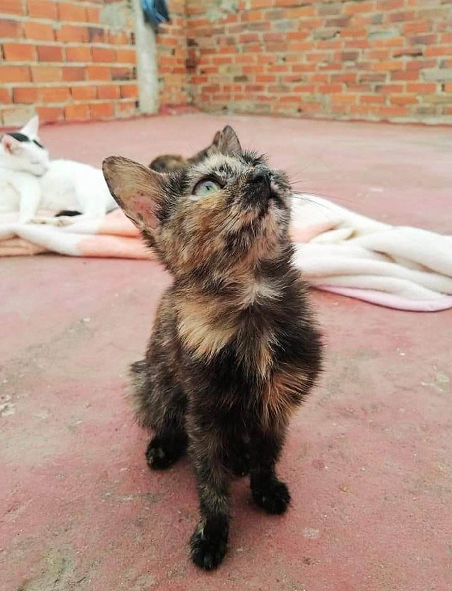 I'm Rescuing Kittens follow here to support us (@hope4kittens) / Posts / X
