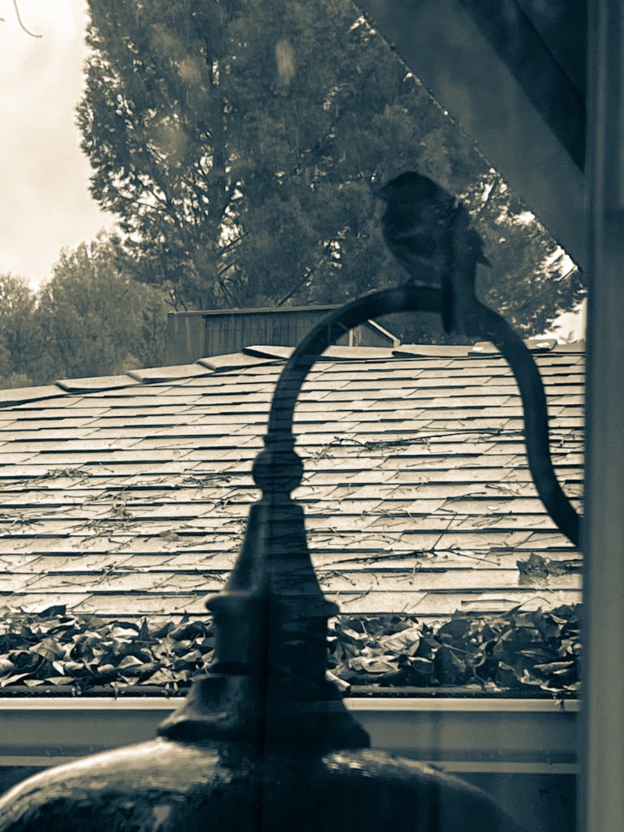 dewdesignphoto's tweet photo. Birdie hiding out from the rain under the eaves (2 photos) [Photography] | My Word with Douglas E. Welch

https://t.co/S3hzG0f5um

#bird #nature #rain #weather #blackandwhite #blackandwhitephotography #photography https://t.co/sZ3oSo06Na