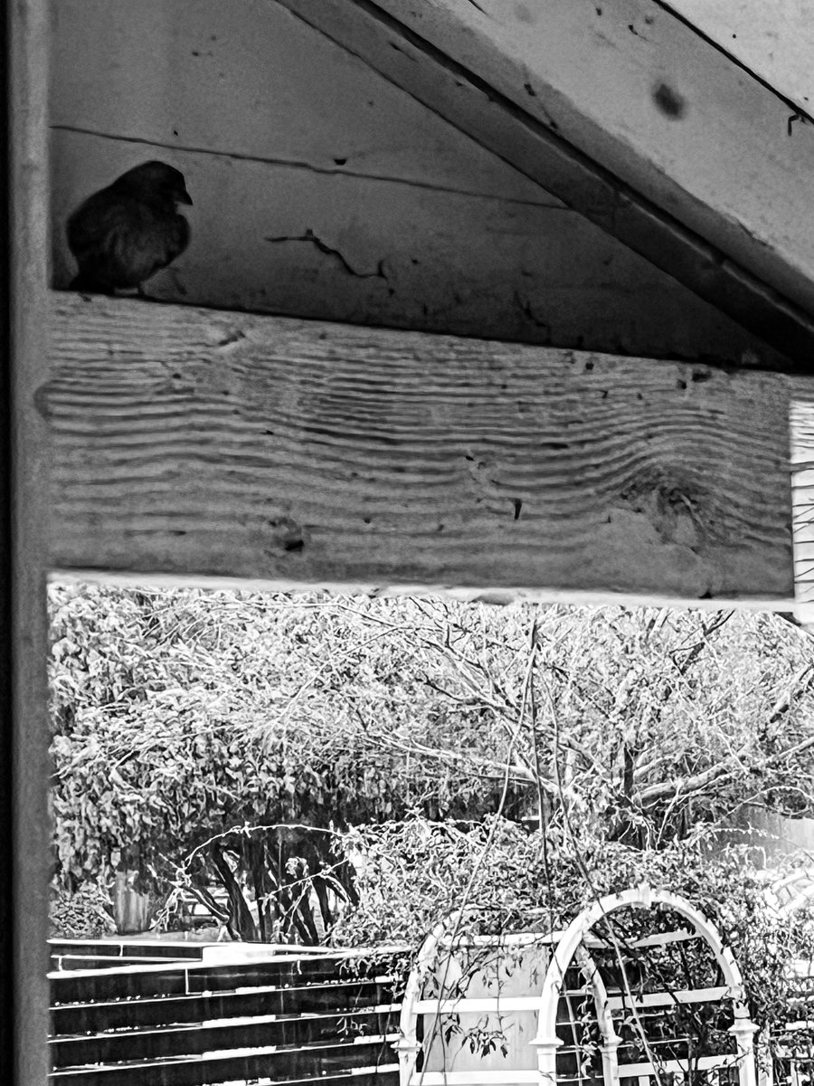 dewdesignphoto's tweet photo. Birdie hiding out from the rain under the eaves (2 photos) [Photography] | My Word with Douglas E. Welch

https://t.co/S3hzG0f5um

#bird #nature #rain #weather #blackandwhite #blackandwhitephotography #photography https://t.co/sZ3oSo06Na