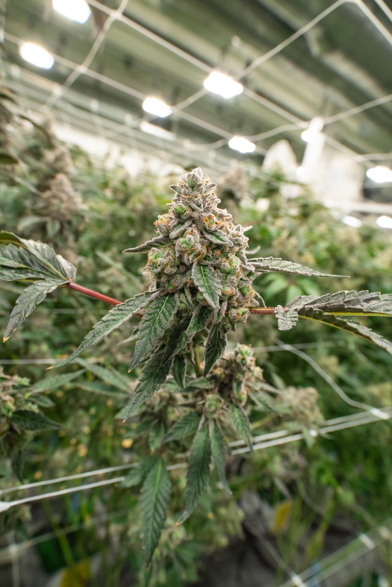 { Apples &amp; Bananas } at MadCow 🍏🍏🍌🍌