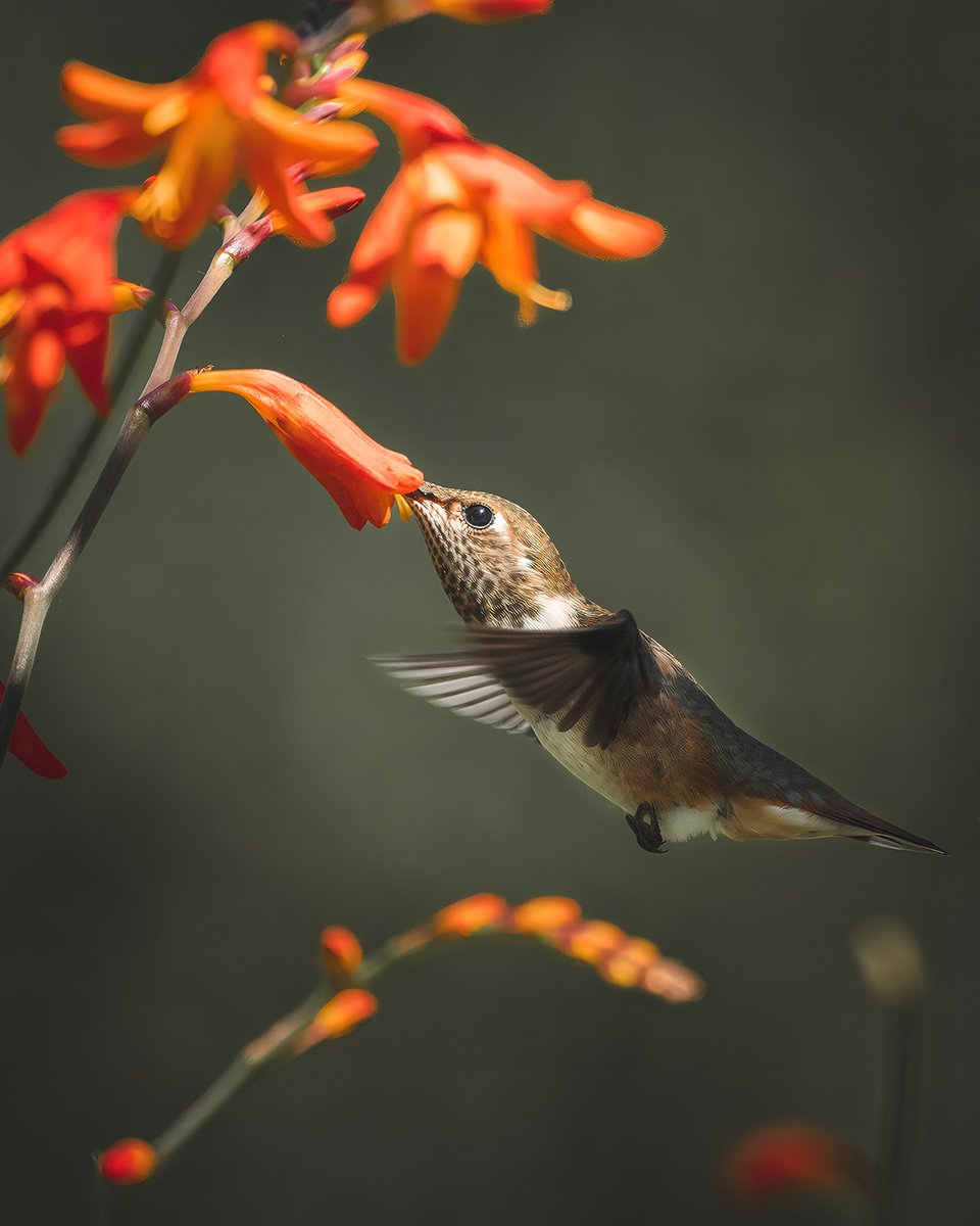 #RufousHummingbirds are remarkable not only for their brilliant plumage and acrobatic flight ability but also for their incredible endurance, with the ability to fly non-stop for up to 18 hrs and migrate thousands of km each year.
#hummingbird #sharecangeo #SonyAlpha #birds #pnw