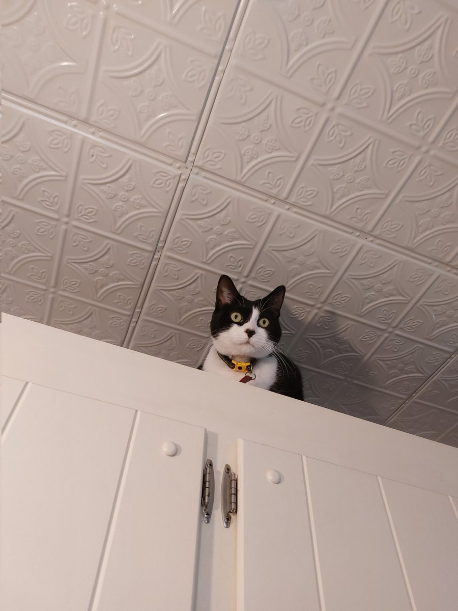 slantsixdart's tweet photo. @Brink_Thinker I have one! We used it to slice tin ceiling tiles. We took down a 70s suspended ceiling and put up a tin ceiling. https://t.co/ZF1ZtJITH3