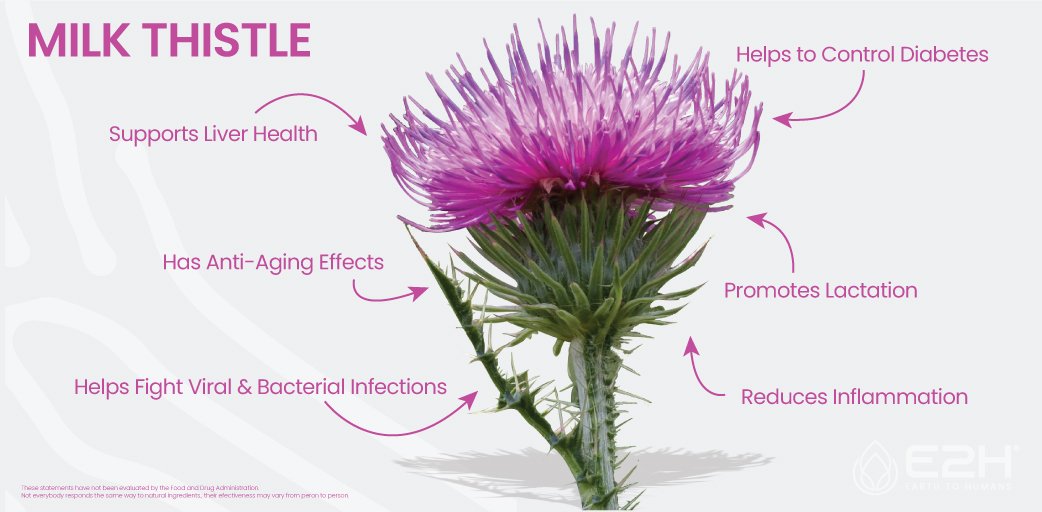 Milk Thistle is a great ingredient to have in your supplement! It has been used for medicinal purposes for centuries. Research shows that it can support liver health, among other amazing effects. 

#e2h #earthtohumans #naturalingredients #suplements #cleaningredients