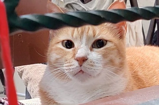 tolethedude's tweet photo. This sweetest squishy baby is at the hospital for hairball extraction. X-ray scan also shows small bone crack in her right hind leg (which explains her limping before we rush her to the vet).
Missing her so much, my donut maker. Please keep her in your thoughts. 🙏🏽
#BuSusi https://t.co/PsrOc86UHx