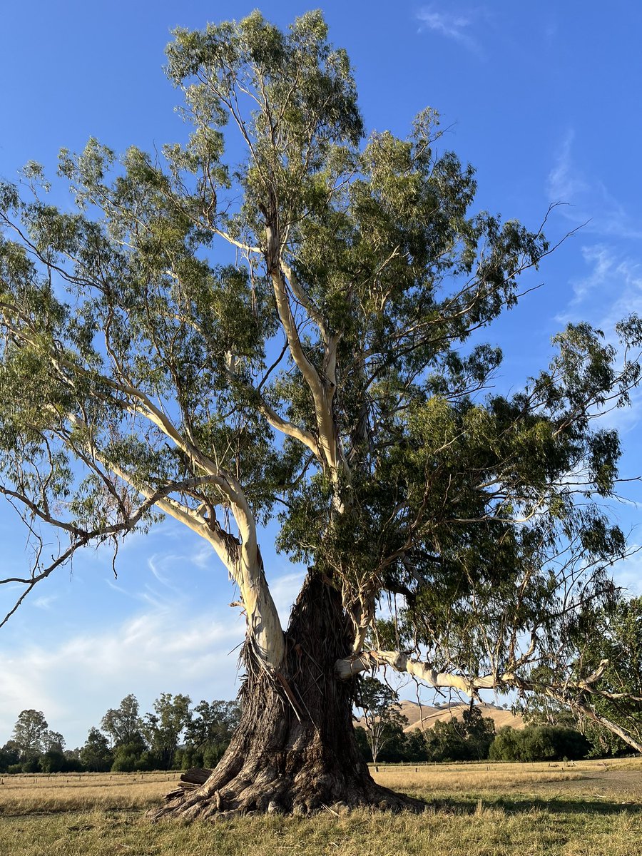 A South-east perspective of my favourite Manna gum. #thicktrunktuesday #eucbeaut