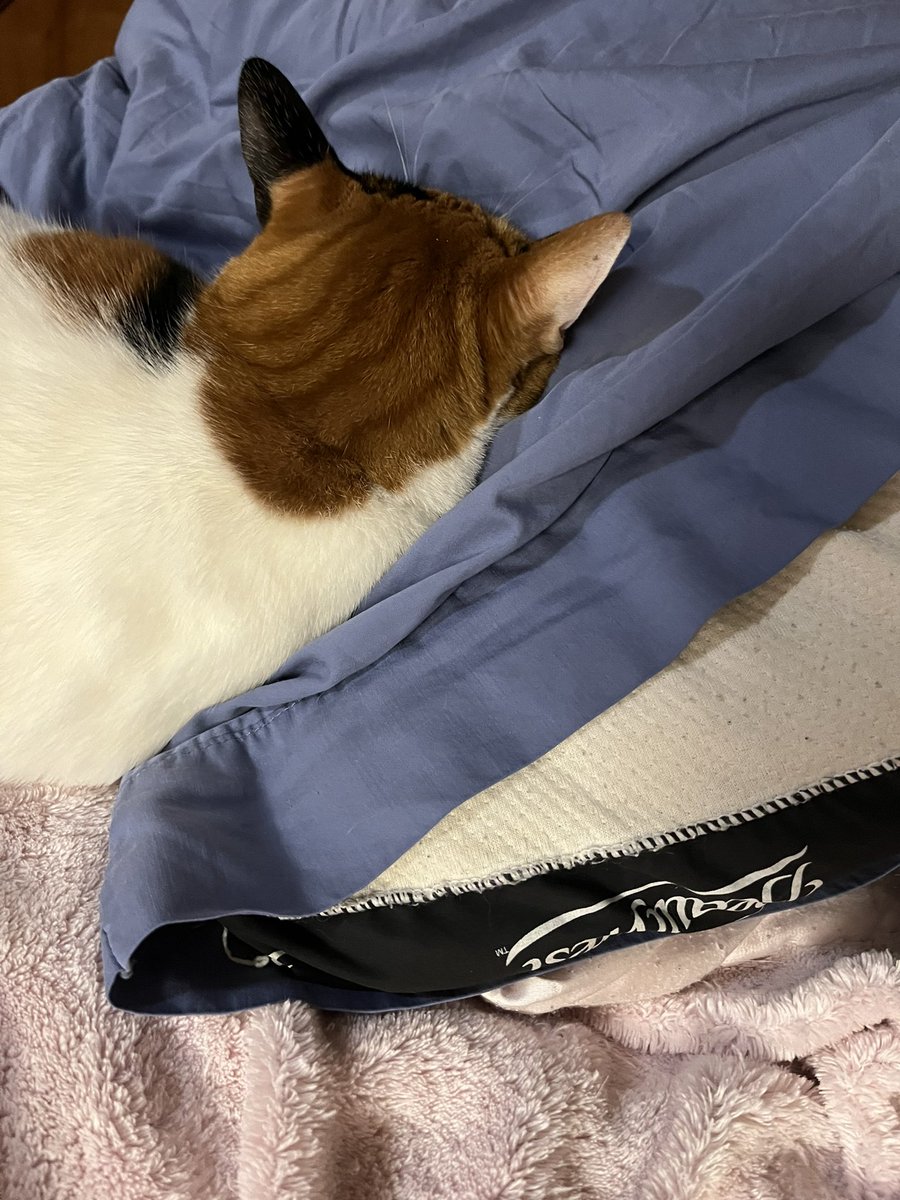 FalkorTheCat's tweet photo. She’s literally snoring https://t.co/85z0srAp9S