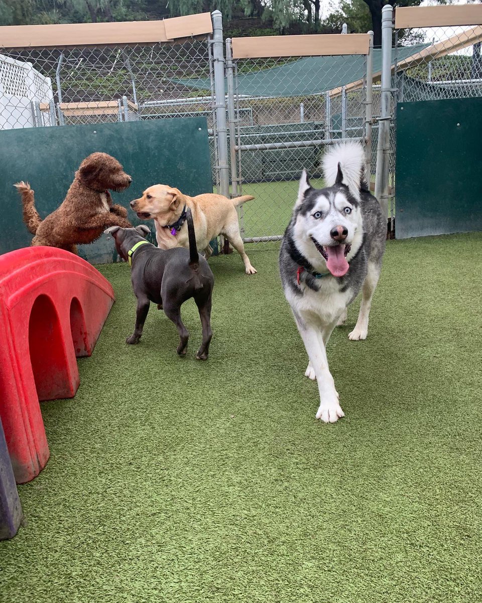 CampBowWowSC's tweet photo. Running with the pack…making new friends!😊
#newfriends #dog #dogs #doglife #campbowwowsanclemente #danapoint #orangecounty #lagunabeach #sanclemente #sanclementedogs #dogsofinstagram #dogsoforangecounty #dogsofinstaworld #dogsoftwitter https://t.co/Zm35fpadVg