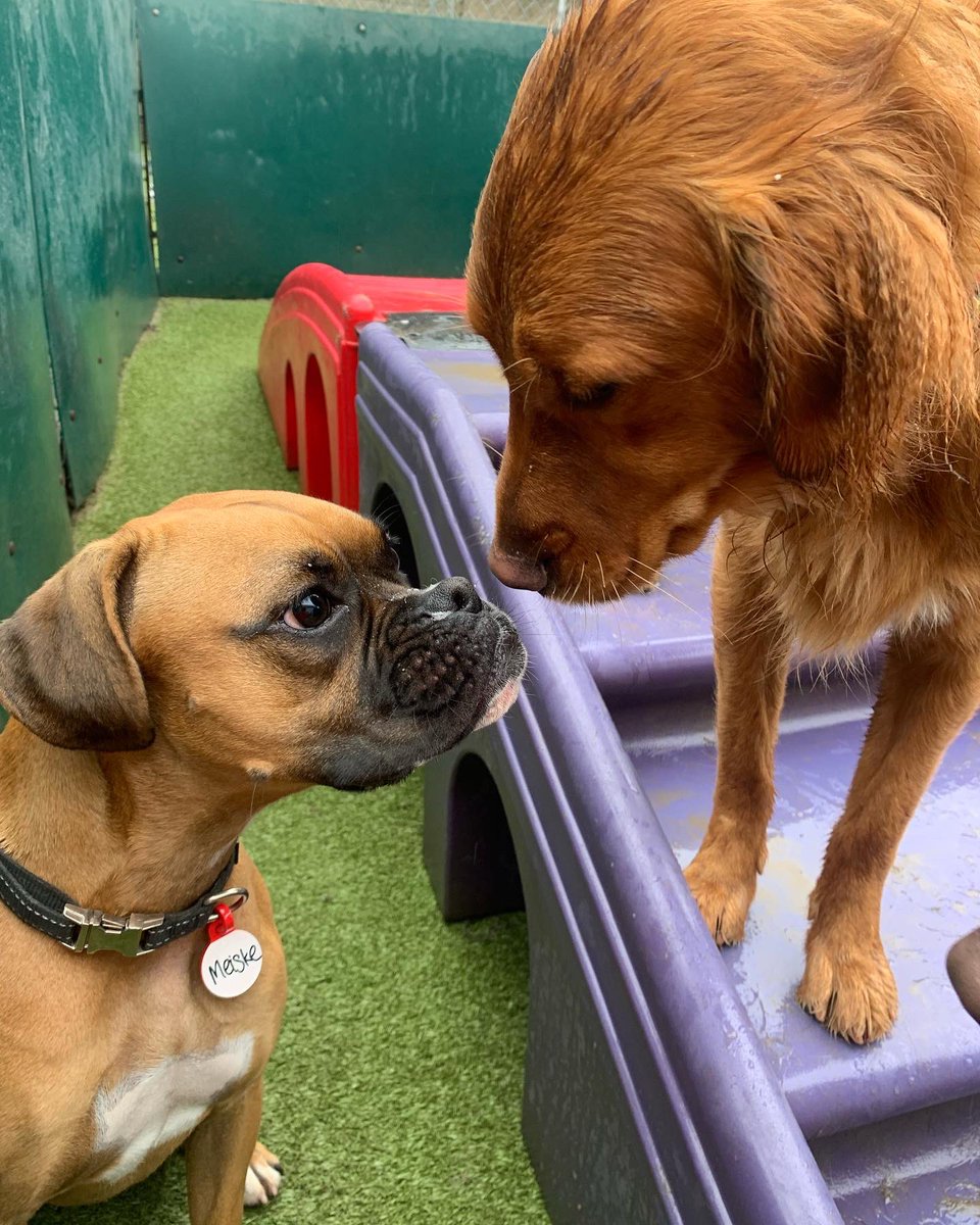 CampBowWowSC's tweet photo. Running with the pack…making new friends!😊
#newfriends #dog #dogs #doglife #campbowwowsanclemente #danapoint #orangecounty #lagunabeach #sanclemente #sanclementedogs #dogsofinstagram #dogsoforangecounty #dogsofinstaworld #dogsoftwitter https://t.co/Zm35fpadVg