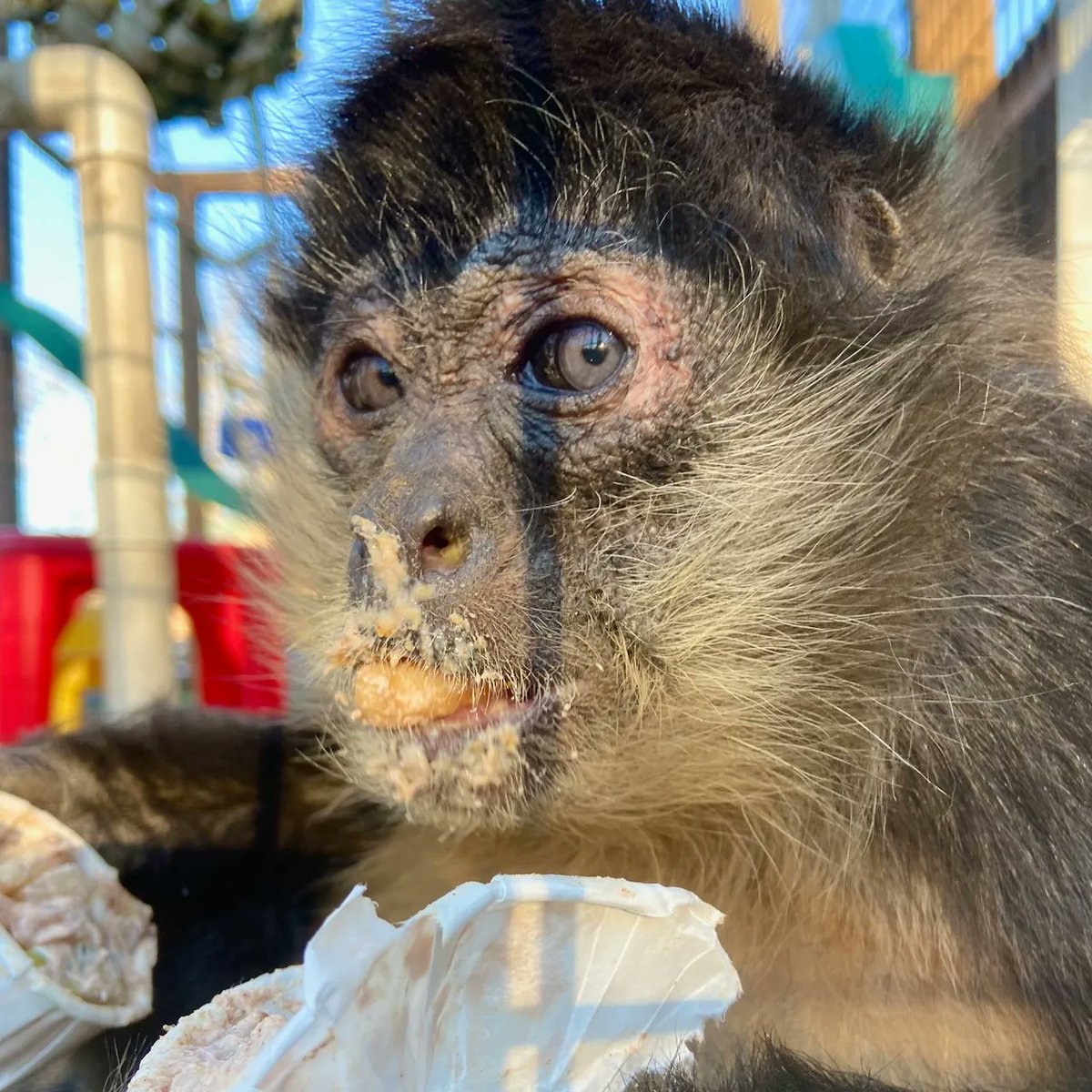 prim8rescue's tweet photo. Dehlia absolutely loved her dinner! We call
this recipe Autumn Pear Yogurt, and it is a mixture of
pears, apples, pretzels, greek yogurt, nutmeg and
cinnamon😋 Delicious!
.
#primates #monkeys #animalsanctuary #notapet #monkeyrescue
#sanctuarylife #tasty #chowingdown https://t.co/CMqL5f4YoE