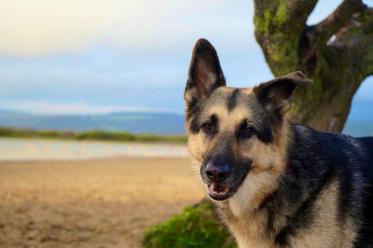 Matt Dando-Thompson tweet media