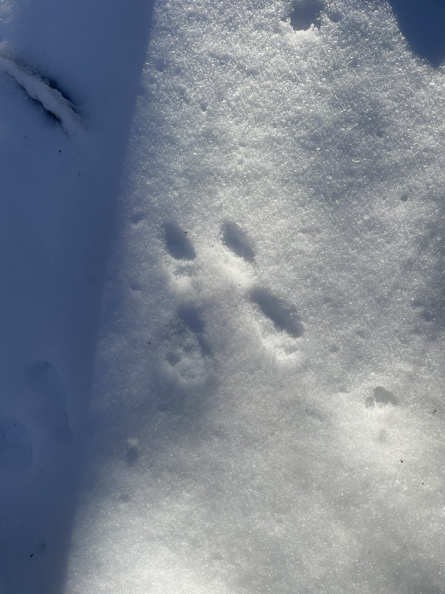 What a perfect day to get outside and enjoy nature.  We found so many interesting things, listened to the birds, and soaked up the sun. <a href="/SeanEaleyEDU/">Sean Ealey</a> #MentalHealthMatters