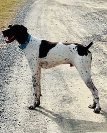 Southeast GSP Rescue tweet media