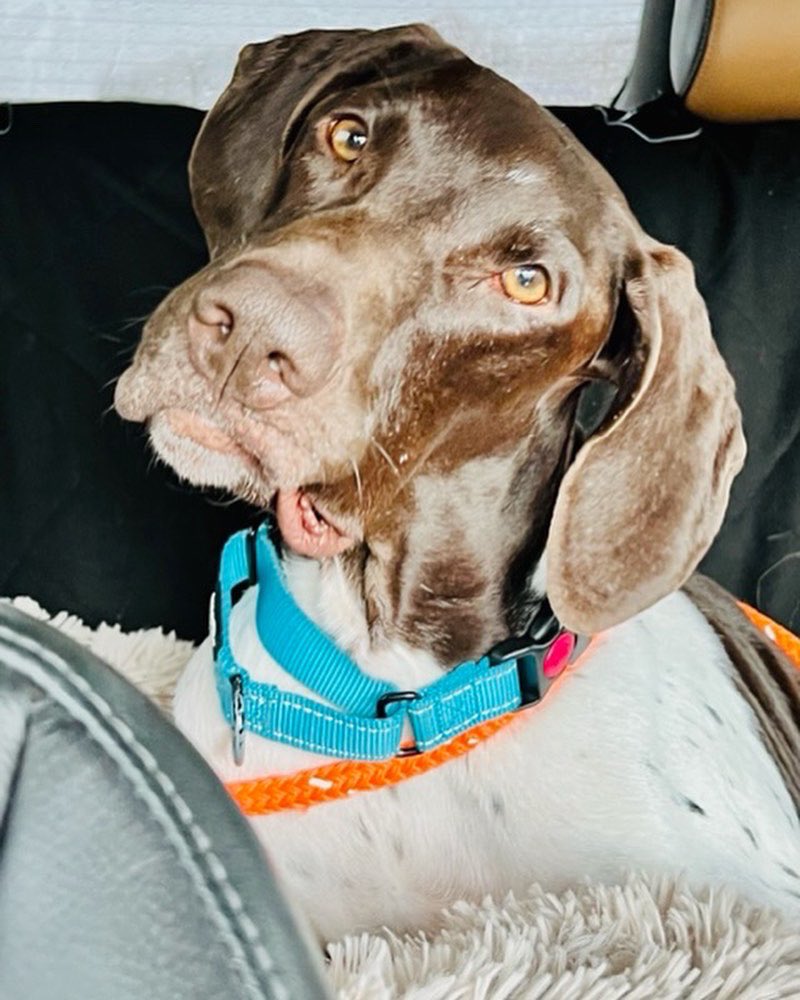 Southeast GSP Rescue tweet media