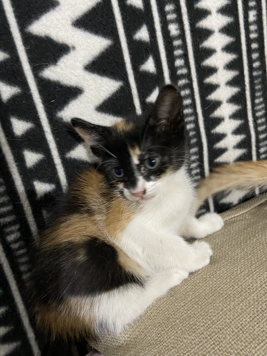 SaabbM's tweet photo. Gatitos en adopción 🐈🐈🐈 https://t.co/QawUIJuZKP