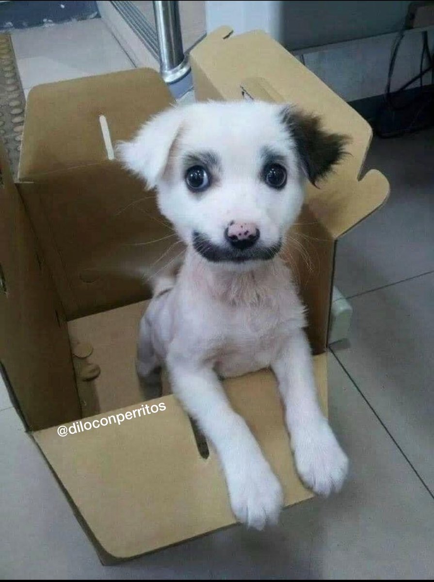 DiloConPerritos's tweet photo. - Oye, por qué le pusiste Chaplin a tu perri… https://t.co/wMlNN1TVKI