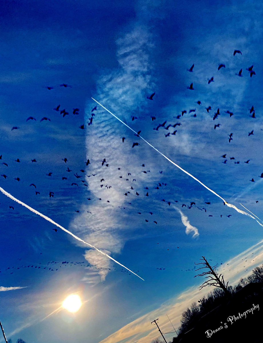 AshleyReneeWx's tweet image. Birds flying in the sky in Greenwood, MS yesterday. #mswx #mississippidelta #viewerphoto