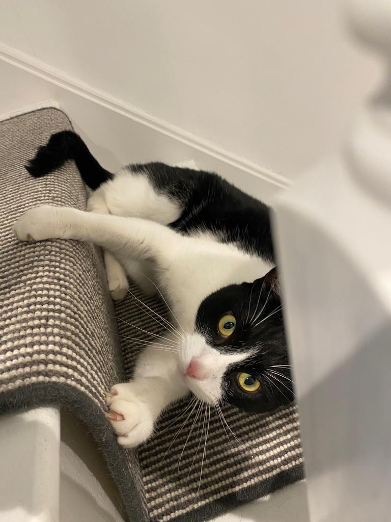 Bat Cat Axel 🦇 😺 (@BatCatAxel) / Posts / X