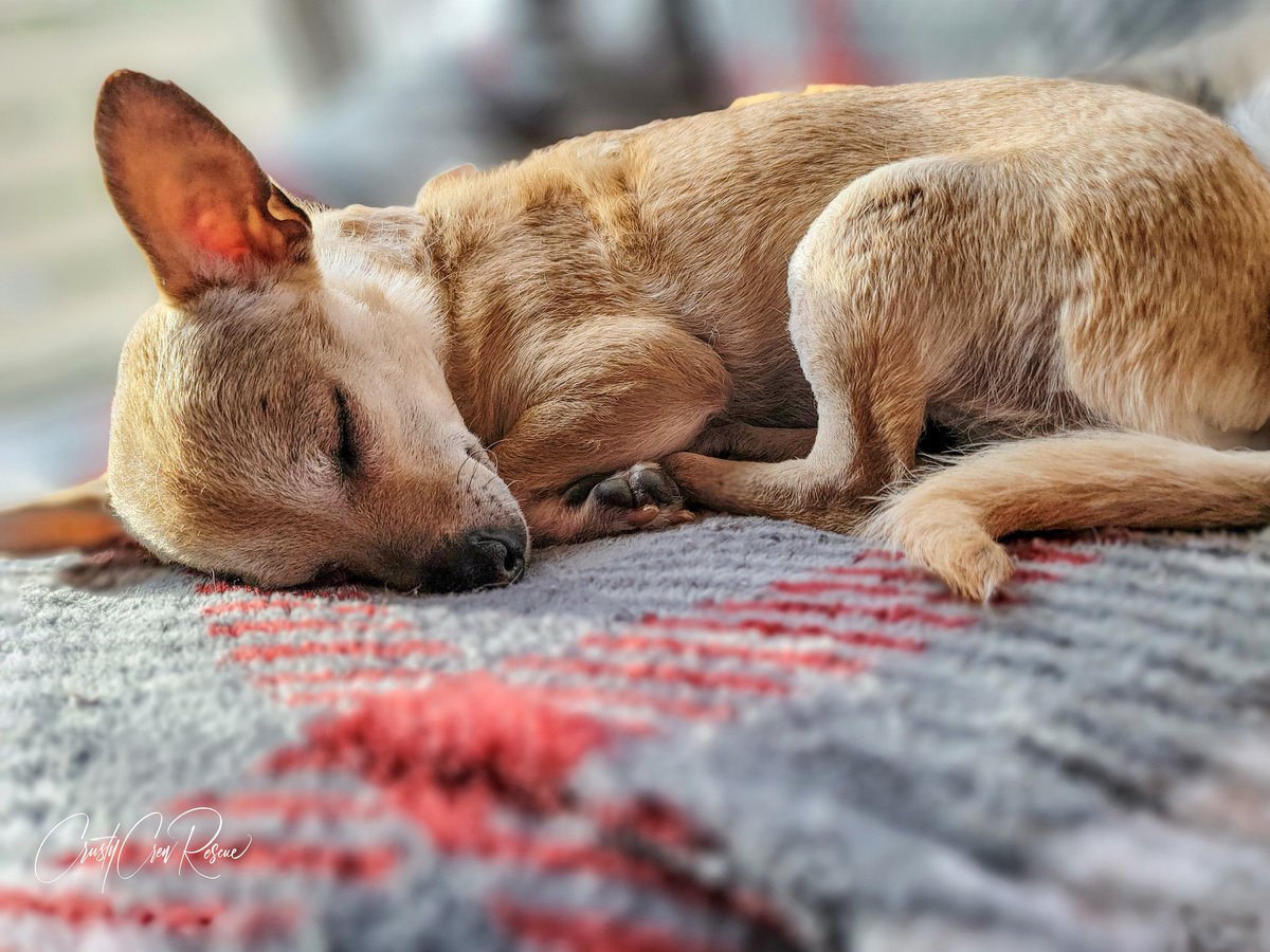 CrustyCrewRescu's tweet photo. 💕 Celine is dreaming of her new furever family 💕

She's 8 years old
Spayed 
Up to date on vaccines 
Microchipped 
Recovery from double luxating patella surgery is almost complete 
Dog friendly (big &amp; small)
Cat friendly 
Loves to cuddle 

https://t.co/5maHhBtY1K
#RescueDogs https://t.co/0HpNdYZbXm