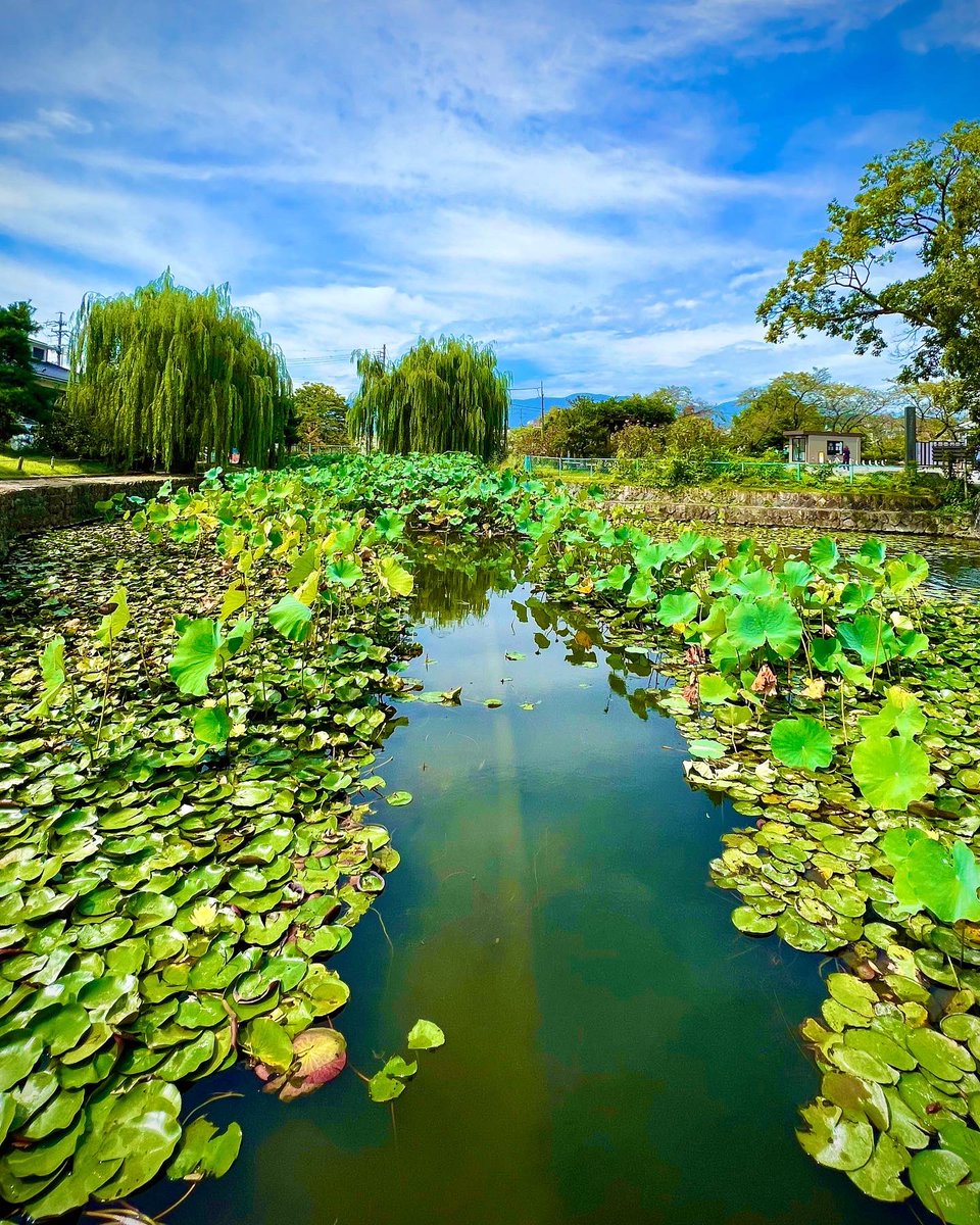 KNOCKltd's tweet photo. Enjoy the mood at Matsumoto Castle! Beautiful area, lovely nature. Relife the history!

#japan #matsumotocastle #nature #photography #holiday #travel #castle #pond #letsseejapan https://t.co/rFPd9tjAR2
