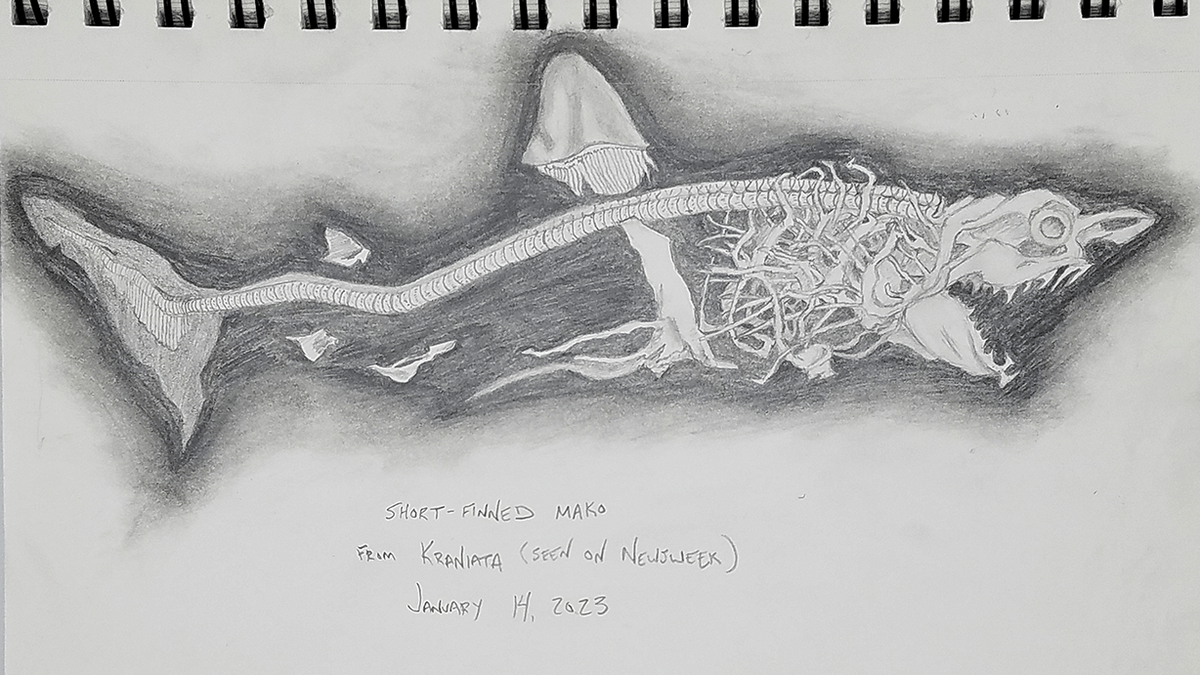 rycz's tweet photo. I drew a short-finned mako shark skeleton. (The proportions are off because I wanted to fit it on a small sketchbook page without it becoming microscopic.) Drawn with a mechanical pencil using an image from Kraniata as reference. https://t.co/9bR4qJG2IN