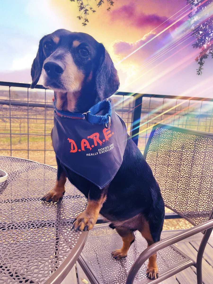 LokiWiener's tweet photo. New year. Same, fantastic me! https://t.co/sOC9XBeKxV