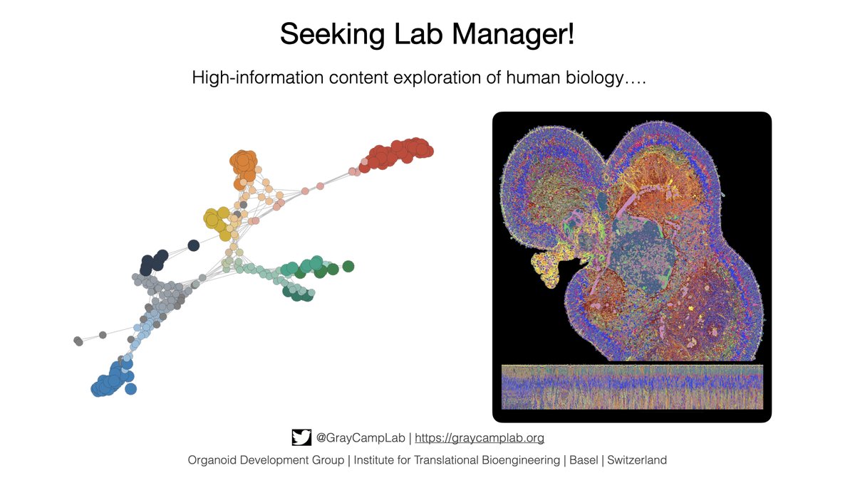 Gray Camp (@graycamplab) on Twitter photo Searching for a Lab Manager! High-information content methods, Experimental and computational biology, Exploring the human condition....Contact: OrganoidDevelopment.ITB@roche.com, Apply: tinyurl.com/2p8sx5sw, Please retweet! #scg #organoids #evodevo 🙏 😊 Searching for a Lab Manager! High-information content methods, Experimental and computational biology, Exploring the human condition....Contact: OrganoidDevelopment.ITB@roche.com, Apply: tinyurl.com/2p8sx5sw, Please retweet! #scg #organoids #evodevo 🙏 😊