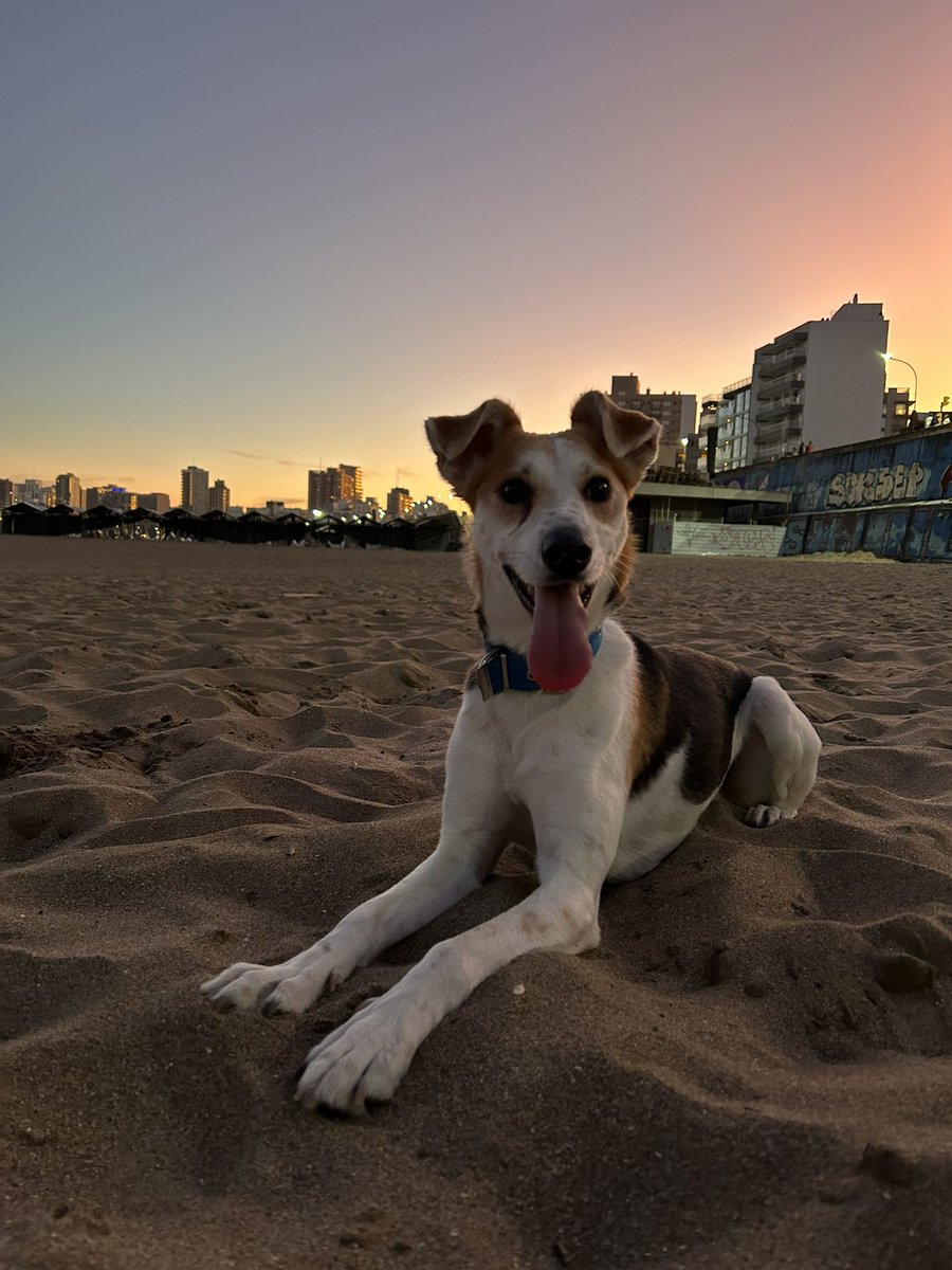 juliveron14's tweet photo. Como empezó / como va 🐶🐶 https://t.co/ZrbbB0DiRa