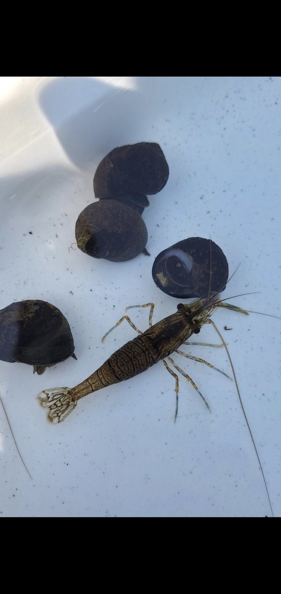 alybputnam's tweet photo. #FieldWorkJoy #FieldInclusiveWeek
I love getting up close, studying the small things that folks often overlook when they are taking in the beauty of the seashore. Photos of a non ind. shrimp&snails, a native snail species, & juvenile barnacles settling on exp tiles & on snail 🐚 https://t.co/ZpQXsUDvdN